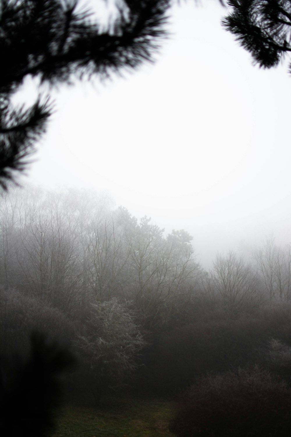 forest trees photograph