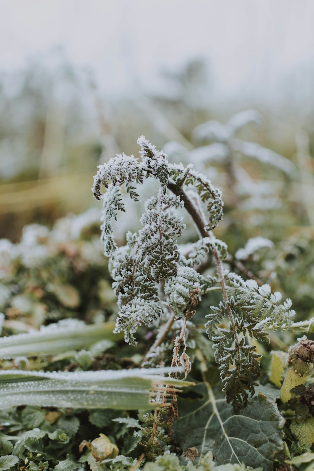 green leaf plant covered with snow