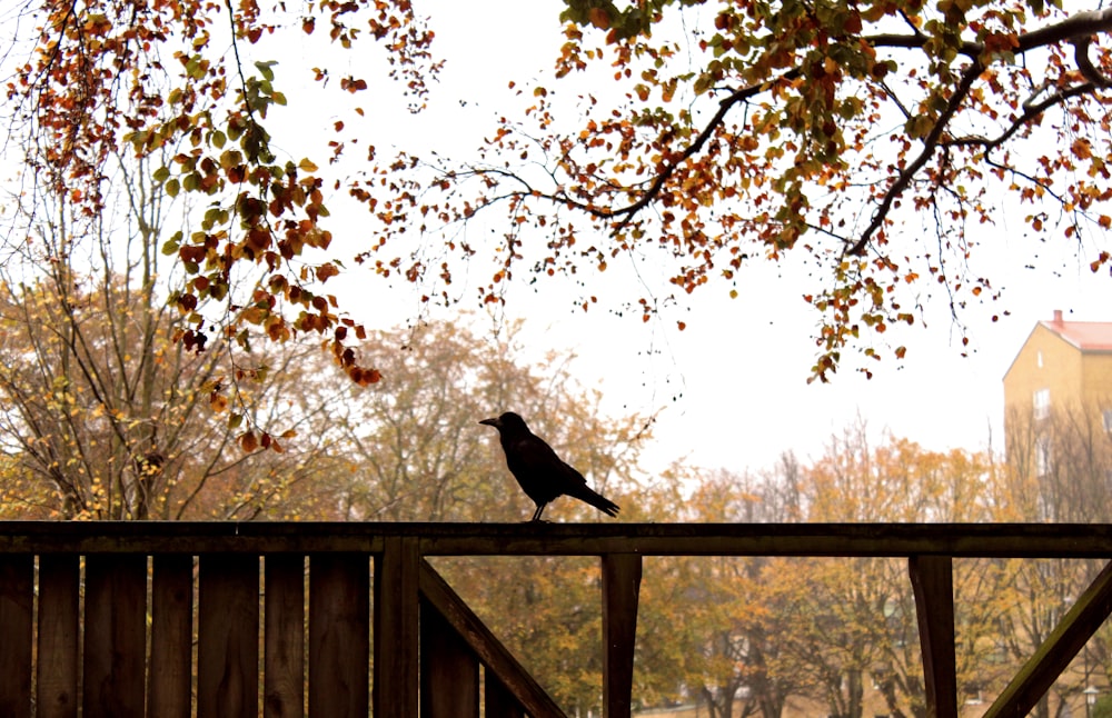crow bird on brown wooden fence surrounded with orange trees