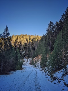 A serene snowy mountain trail winding through a quiet pine forest in Spain.