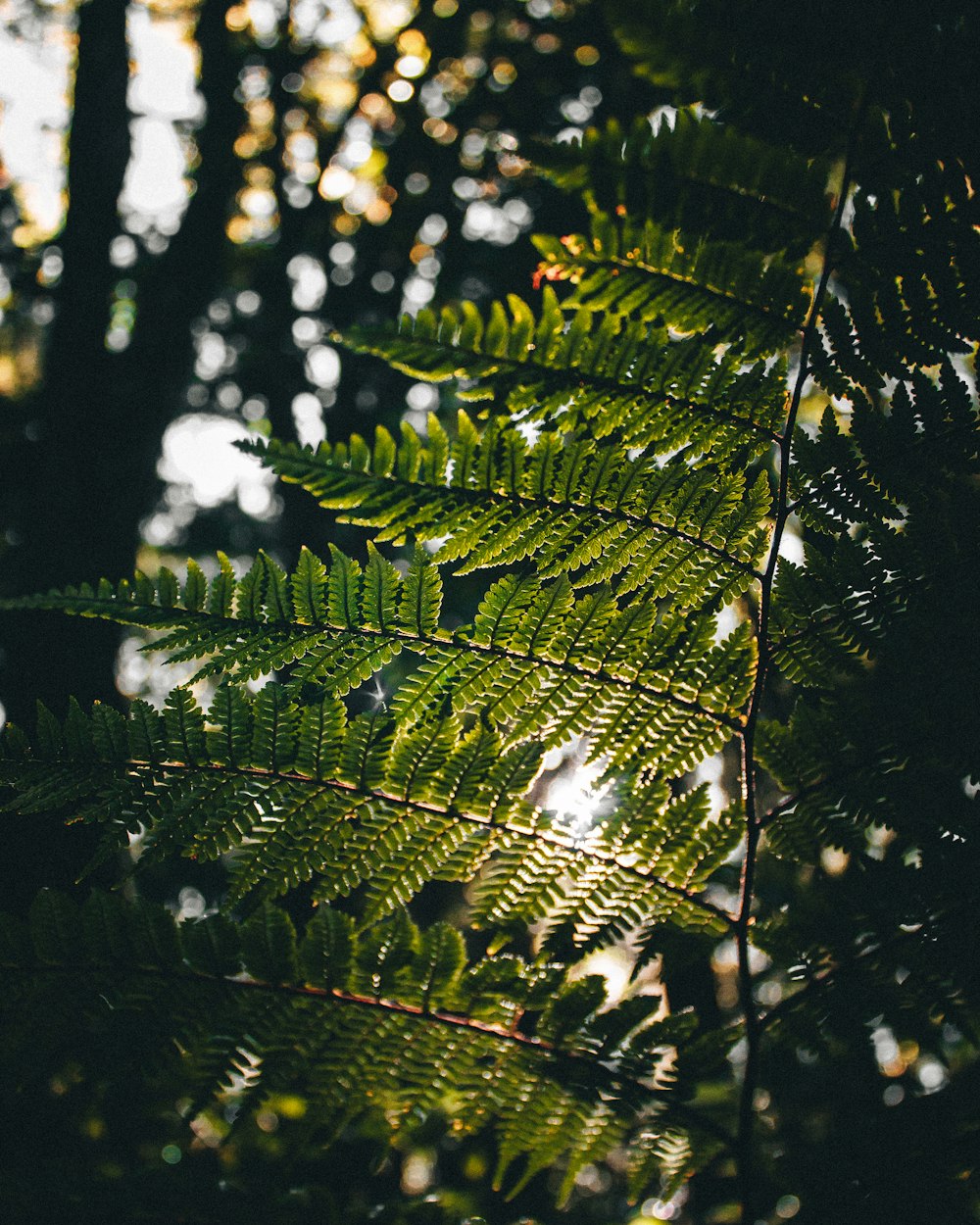 green-leafed plant