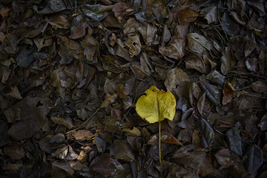 selective focus photography of fallen leaves