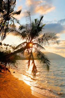 green palm trees on seashore during golden hour
