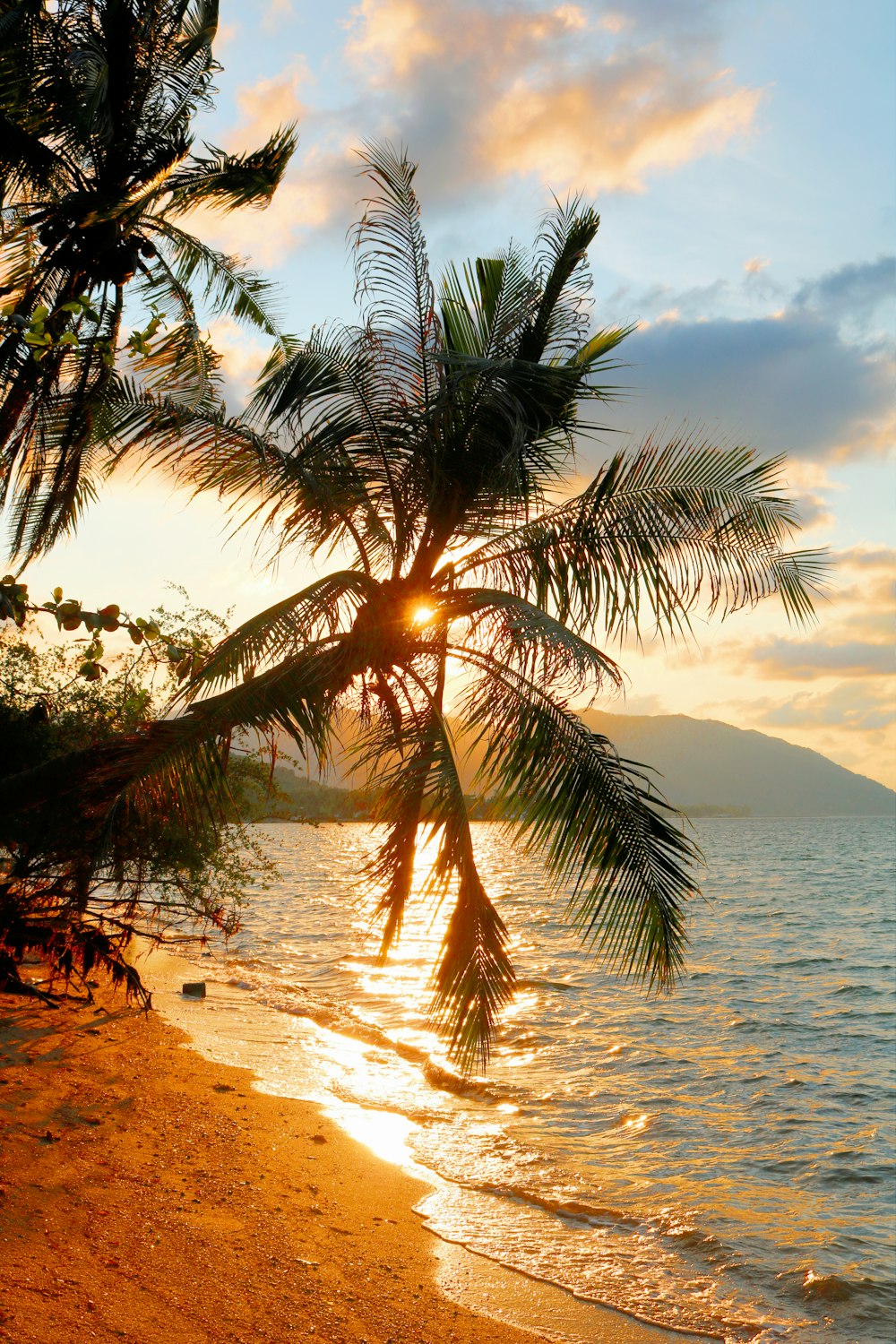 palme verdi in riva al mare durante l'ora d'oro