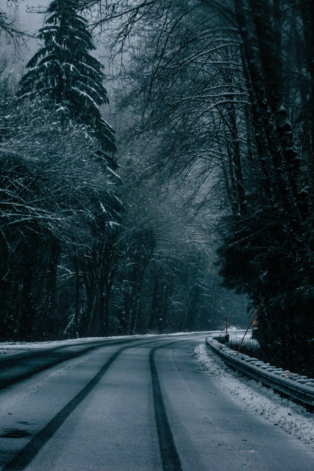 forest trees photograph