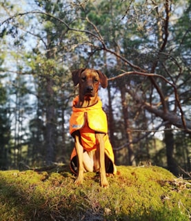Best Comfortable Hunting Dog Vest for Protection