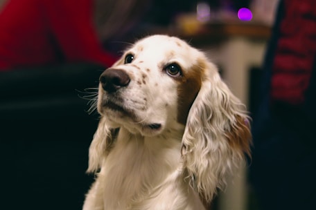 long-coated white and tan dog