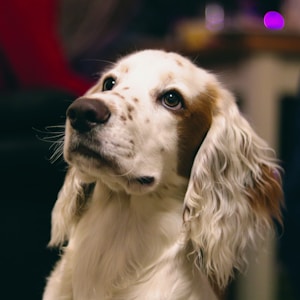 long-coated white and tan dog