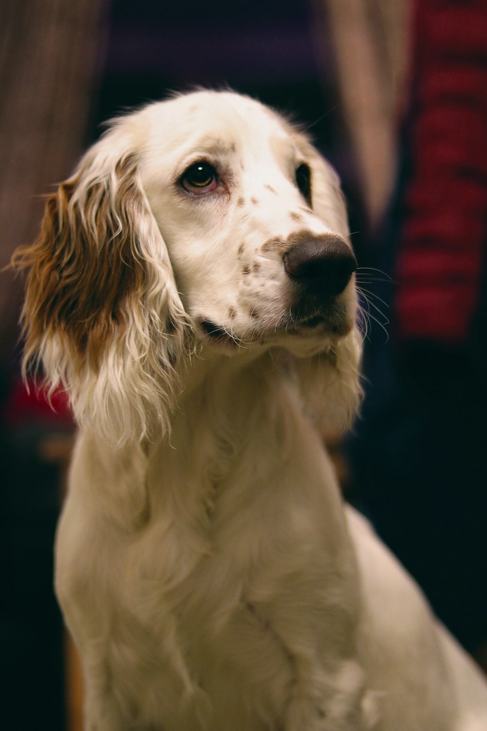 long-coated white dog