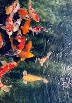 A group of vibrant koi fish swim gracefully in clear water. Their scales display a range of colors from orange and white to red and black, creating a striking contrast against the dark, rippling surface of the pond. Light reflects off the water, adding a shimmering effect.
