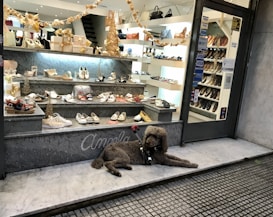 A dog with a curly coat lies on a marble step in front of a shoe store window display. The shop window showcases a collection of women's shoes, including sandals, heels, and flats, arranged on tiered shelves. The display is festive, with gifts and a small gold Christmas tree adding a holiday theme. Above, there are decorative garlands. Inside the store, more shoes are visible on illuminated shelves.