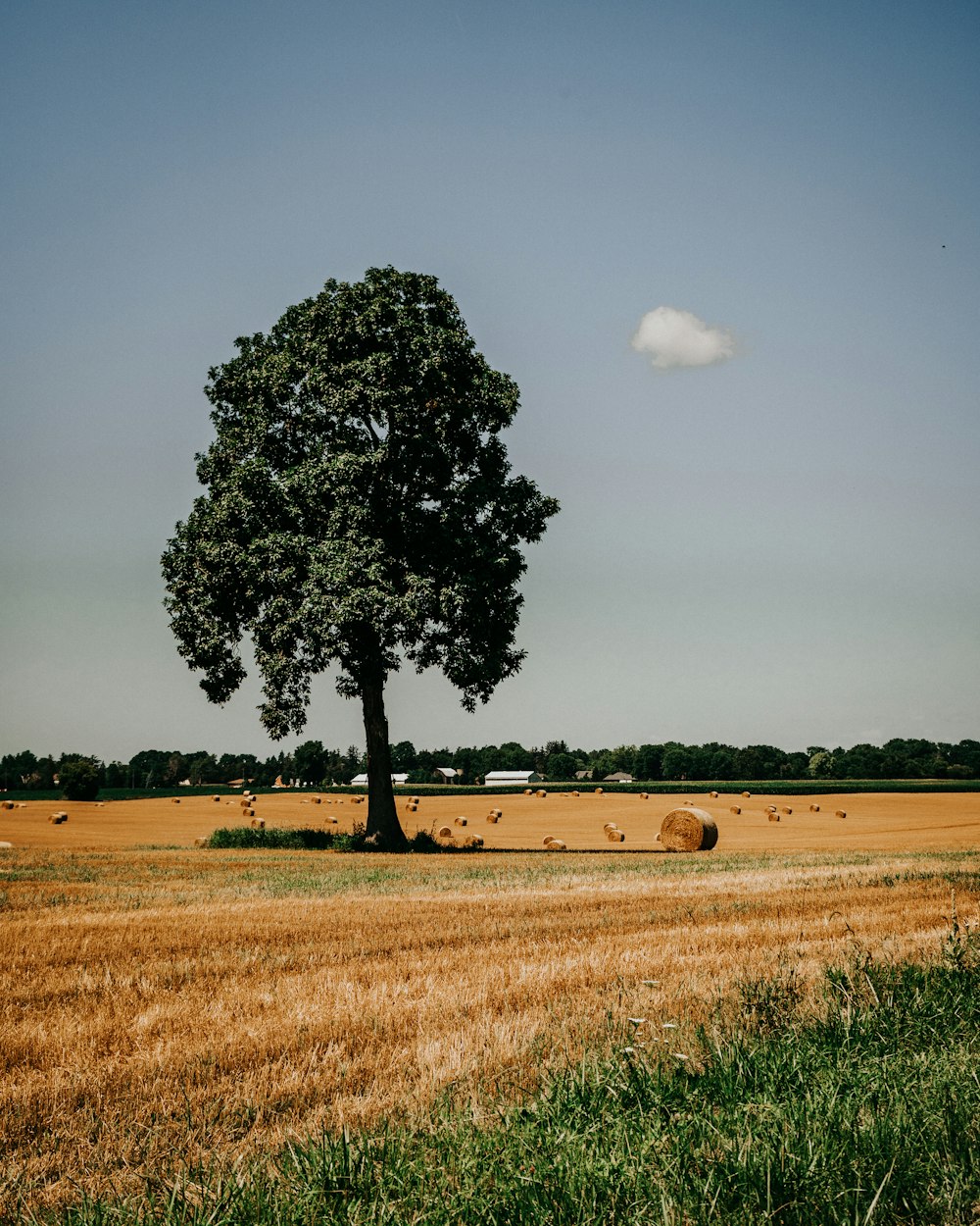 green leafed tree