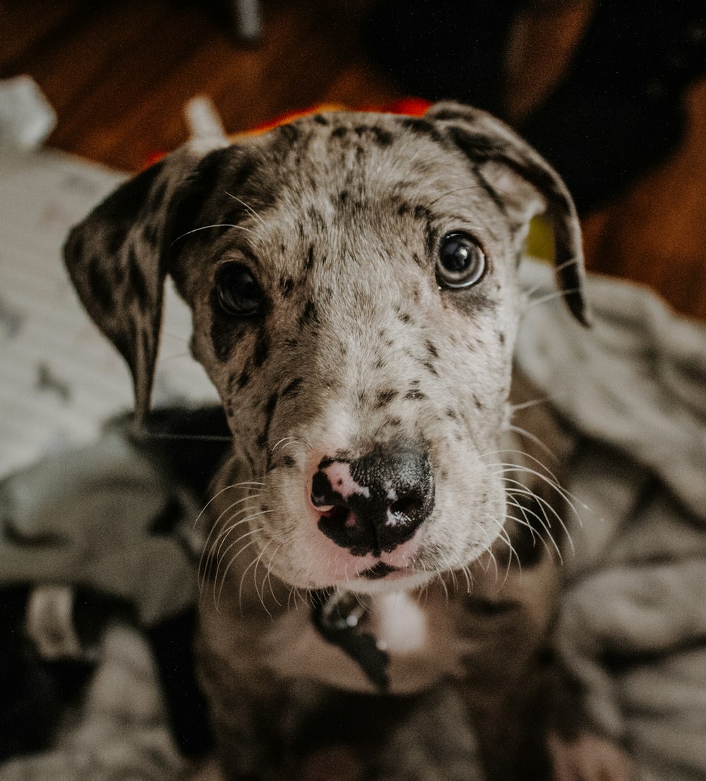 Harlequin great dane puppy photo – Free Grey Image on Unsplash