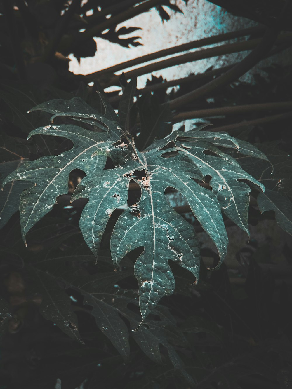 green-leafed tree