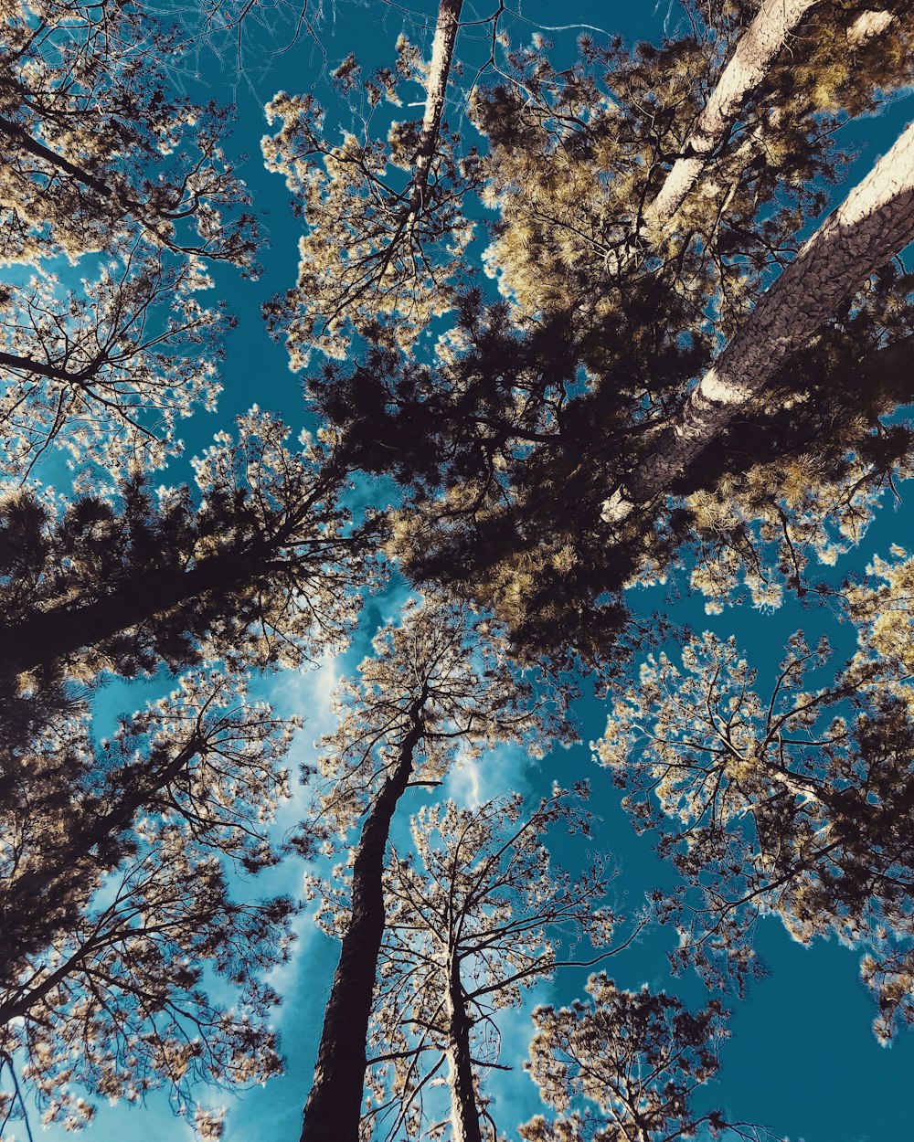 low angle photograph of trees