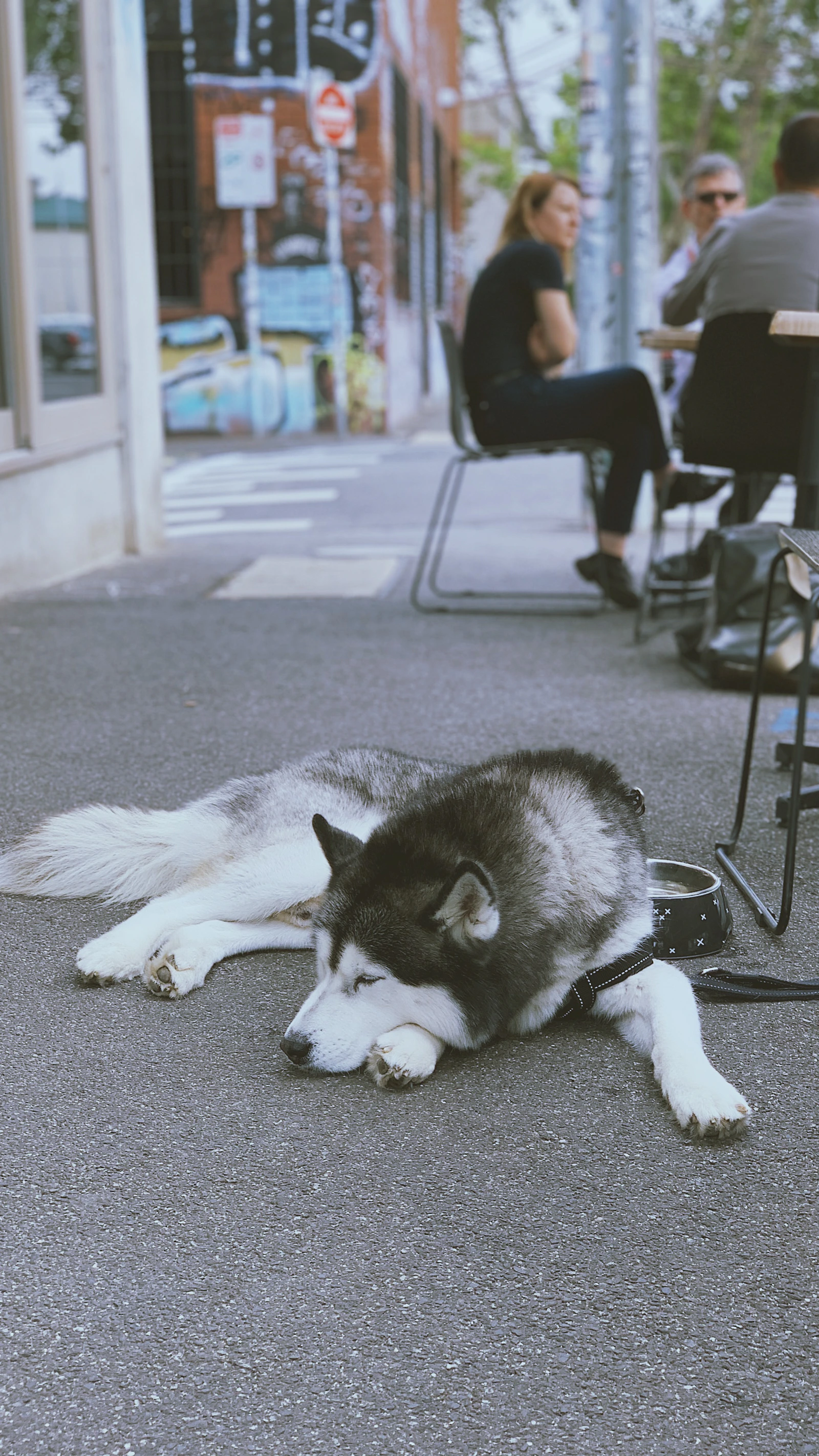 Adult black and white Alaskan Malamute outdoors, photo on Unsplash