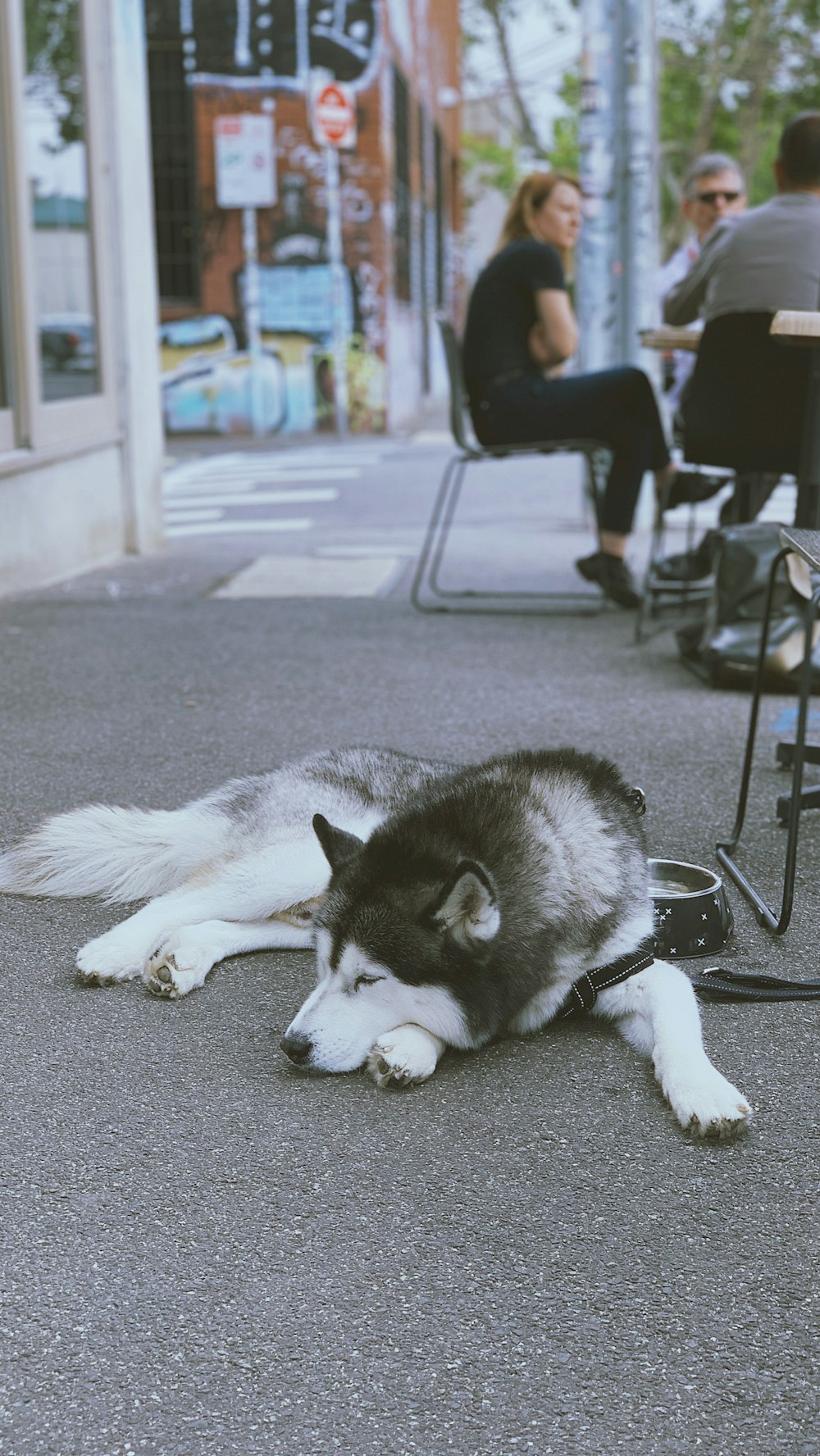 adult white and black Alaskan malamute