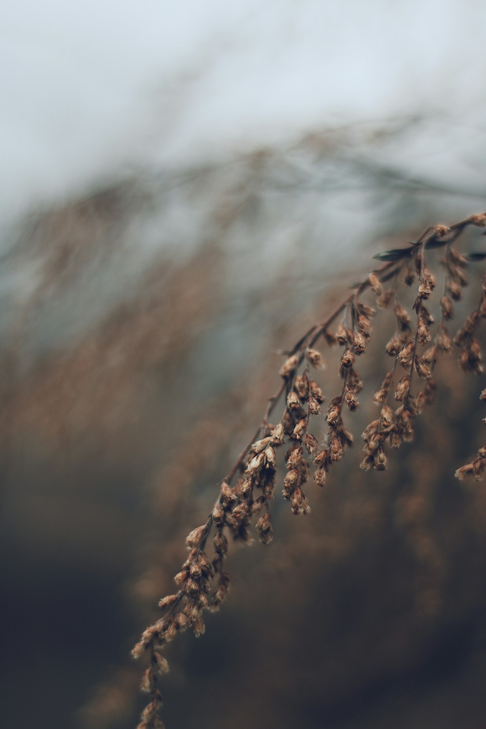 brown leafed plant