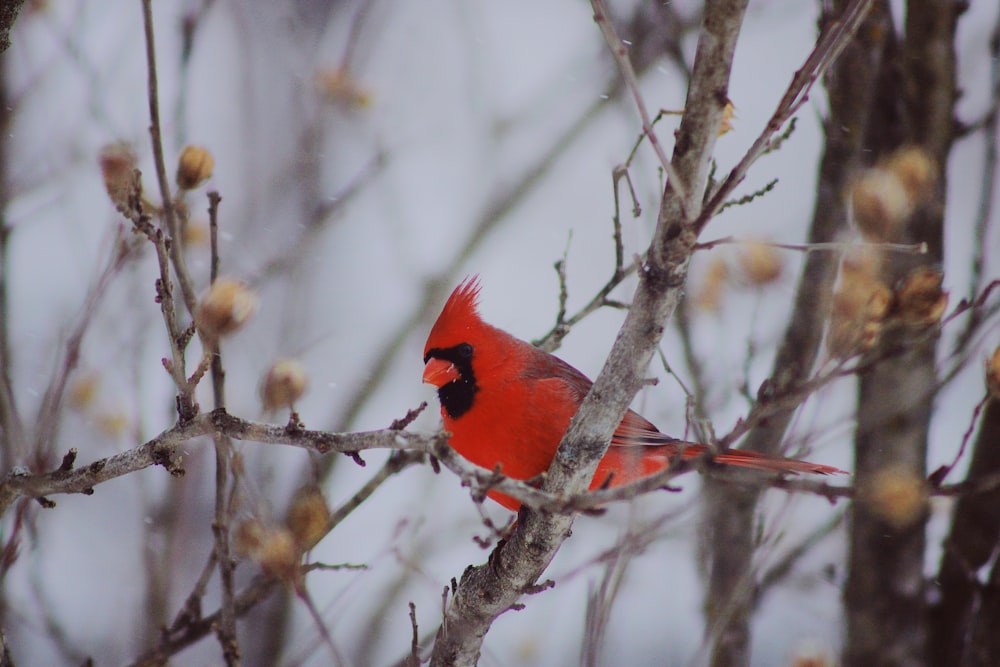 red and black cardinal bird on the tree trunk