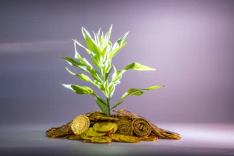 green-leafed plant