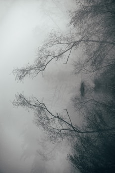 foggy forest