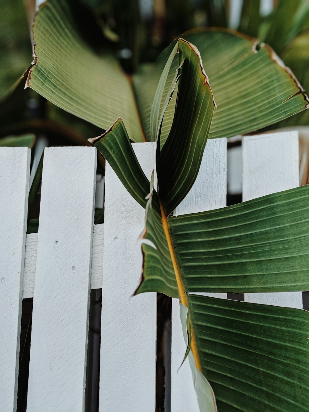 green-leafed plant