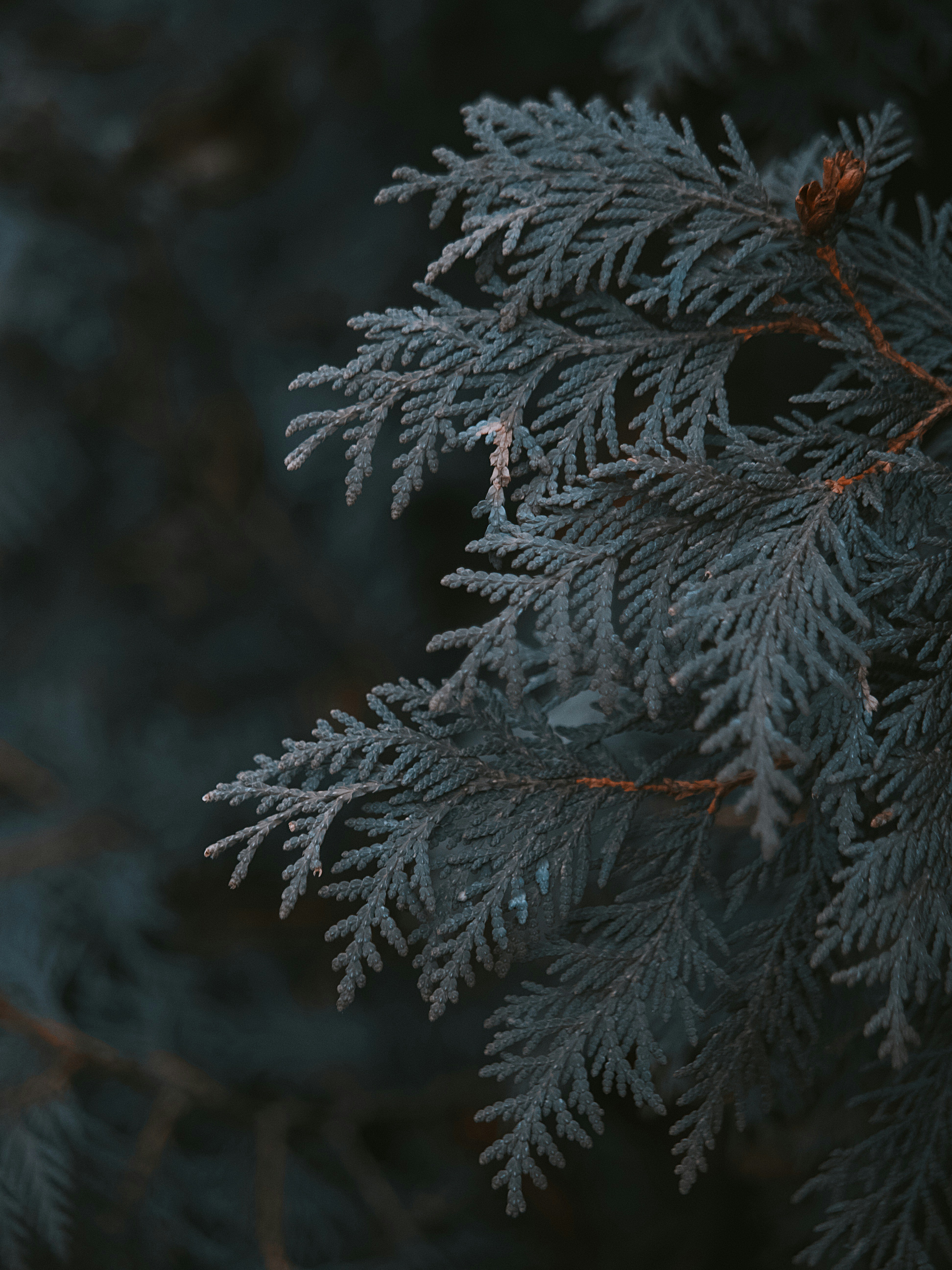 Photo by aaronburden