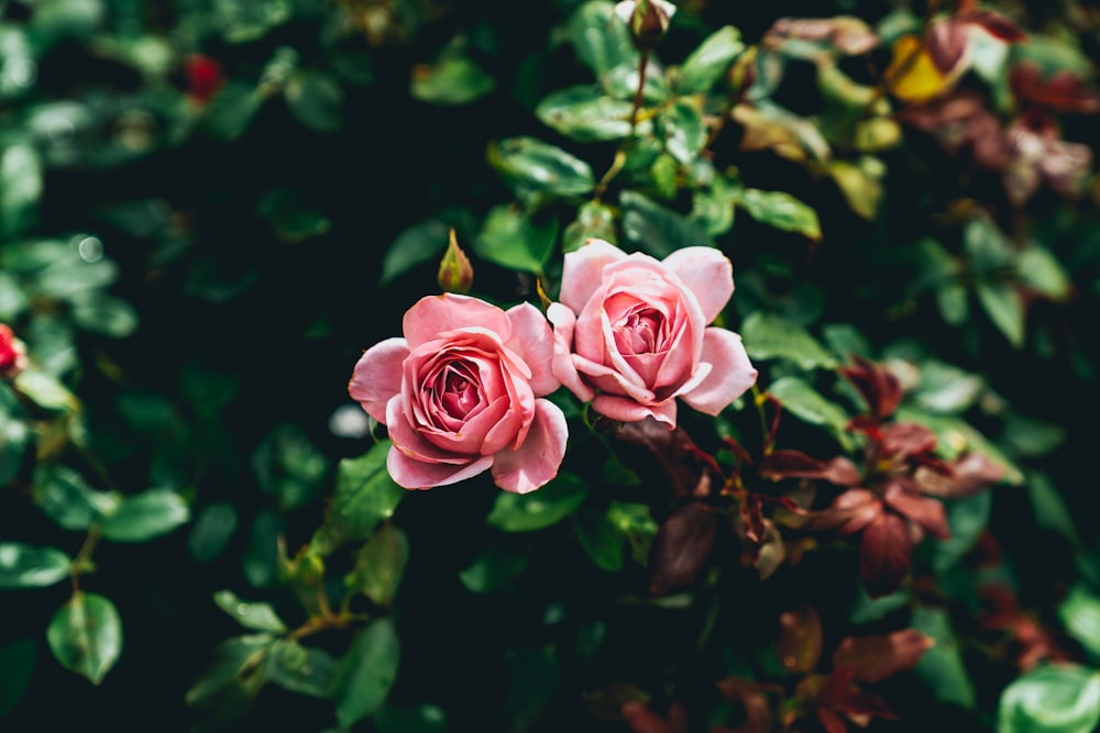 two pink flowers