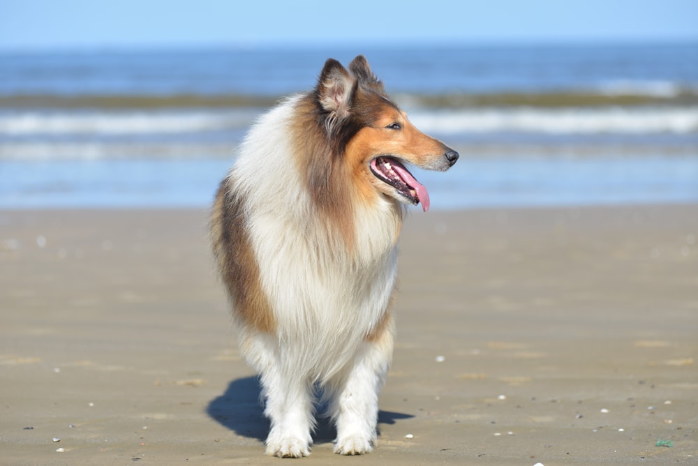 white, tan, and black dog