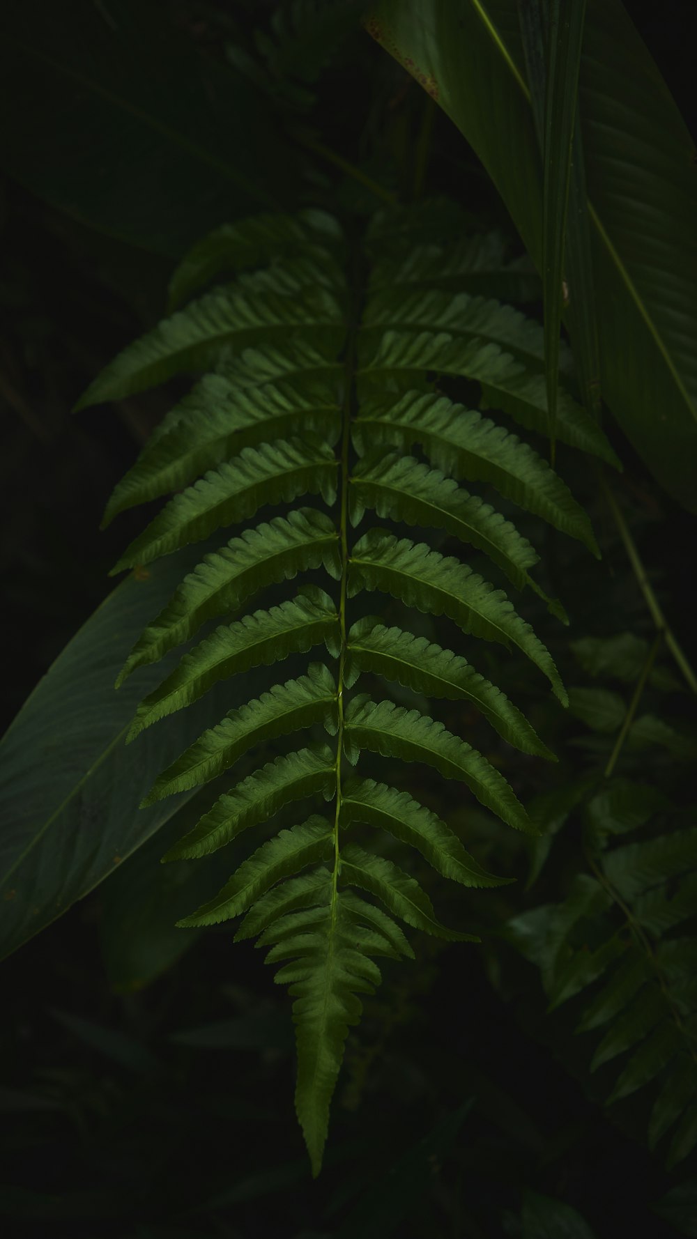 green fern plant