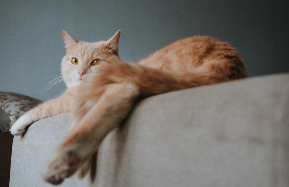 orange tabby cat lying on brown sofa