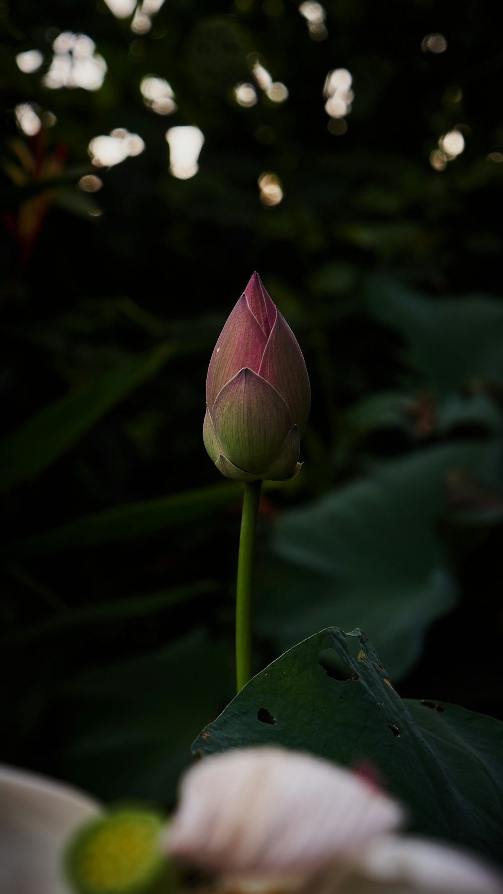 bud of pink flower