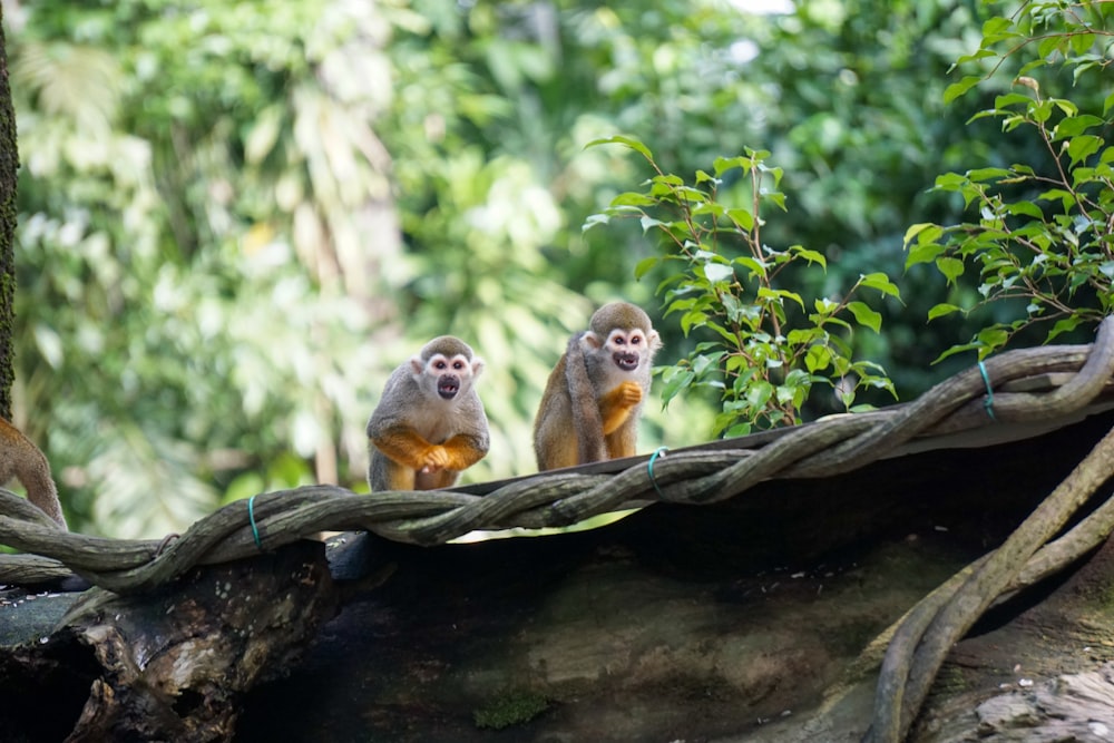 two brown monkeys standing on tree