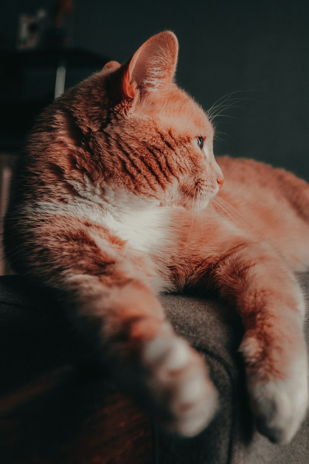 Selektive Fokusfotografie einer orangefarbenen Katze, die auf einem grauen Sofa liegt