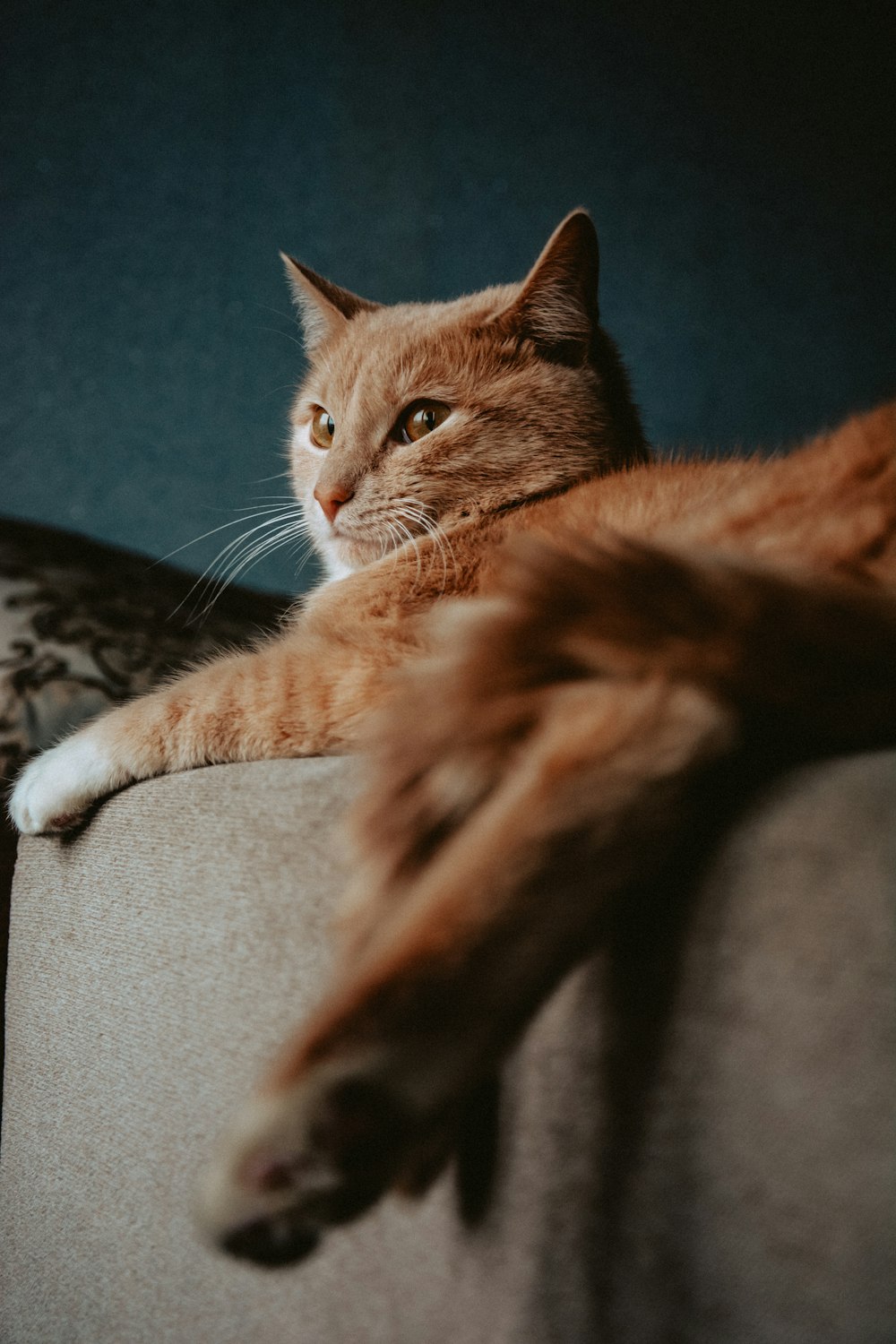 灰色のソファの上のオレンジ色の猫のセレクティブフォーカス写真