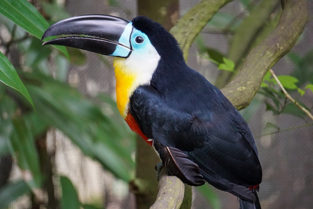 black, white, and yellow toucan perching on tree branch