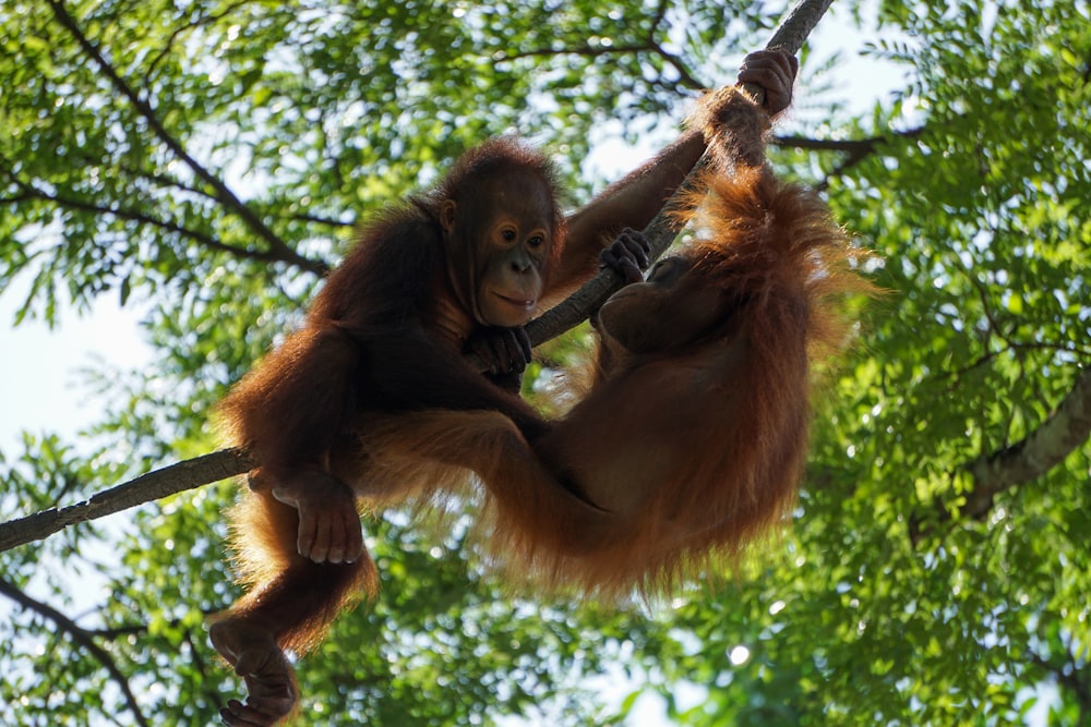 Dos monos marrones en la rama de un árbol durante el día