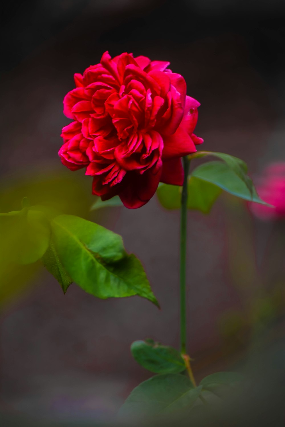 selective focus photography of red cluster flower during daytime