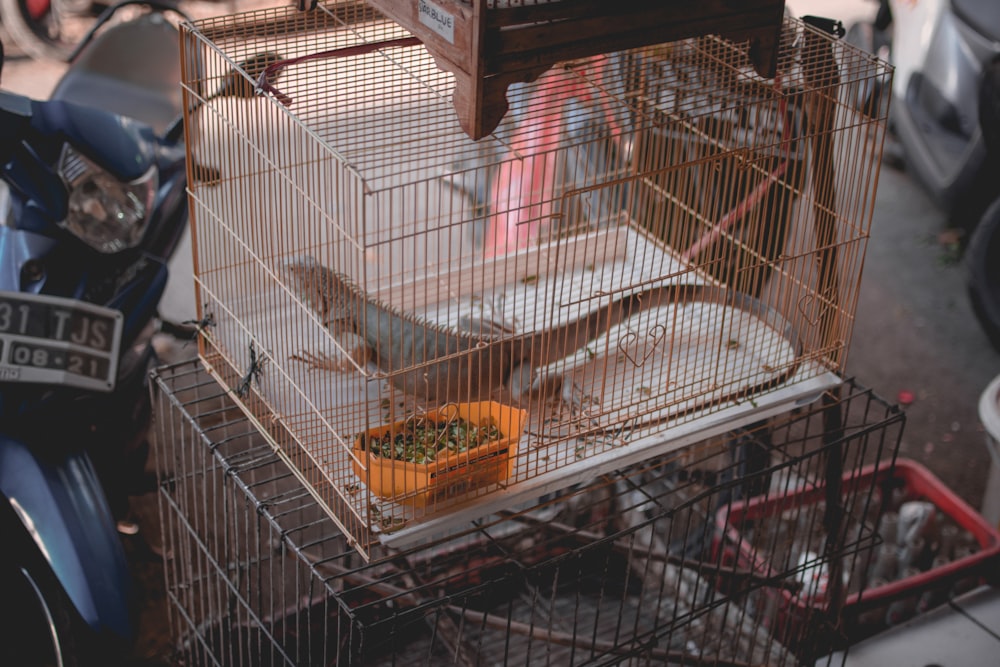 selective focus photography of brown lizard inside brown cage