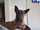 A brown and black dog with perky ears is sitting indoors. It is looking directly at the camera with attentive, bright eyes. In the background, there is a door slightly ajar, revealing a closet with hanging clothes. A television mounted on the wall is partially visible.