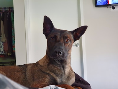 A brown and black dog with perky ears is sitting indoors. It is looking directly at the camera with attentive, bright eyes. In the background, there is a door slightly ajar, revealing a closet with hanging clothes. A television mounted on the wall is partially visible.