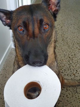 A dog is holding a roll of toilet paper in its mouth, standing on a speckled floor with a white wall in the background. The dog's brown and black fur is clearly visible, and its eyes are looking directly at the camera.