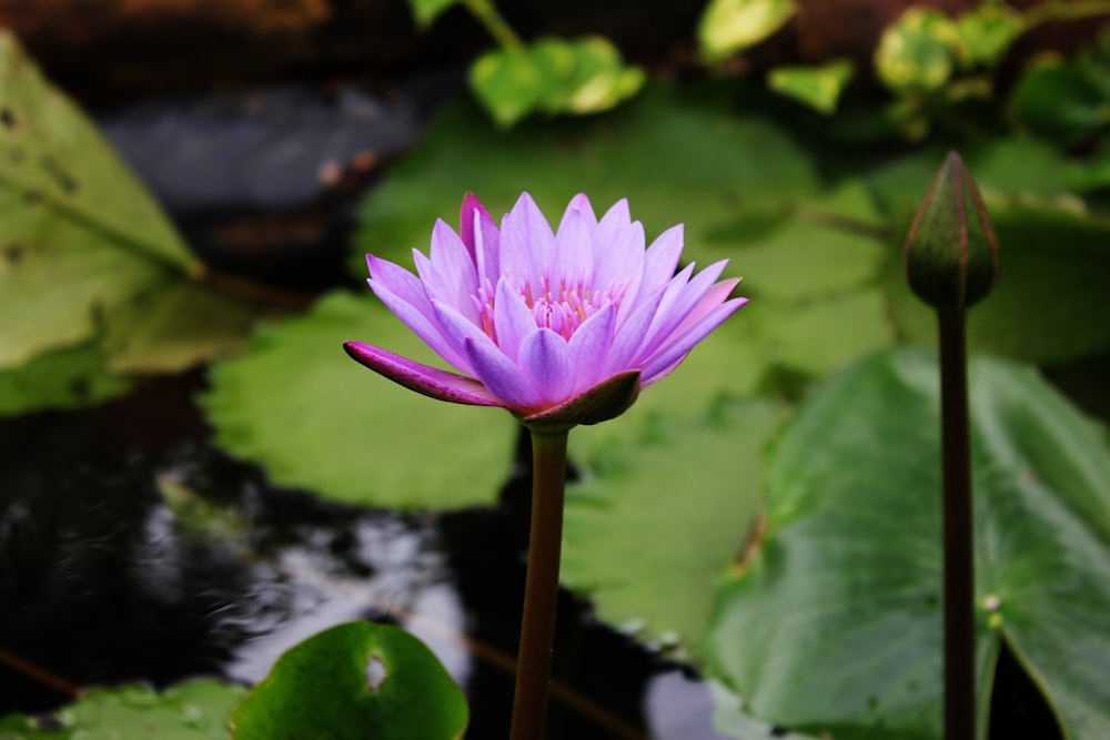 pink lotus flower