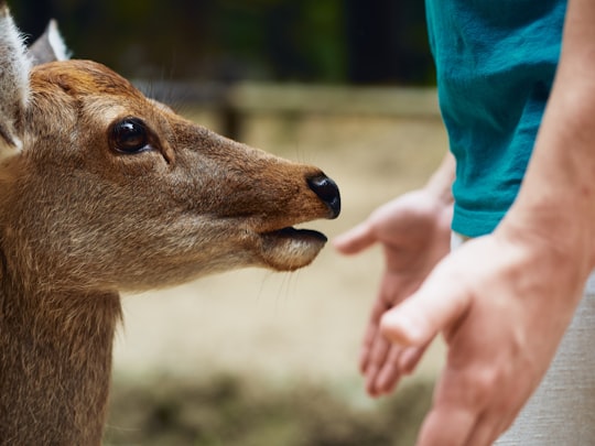 brown animal near boy in Nara Japan