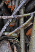 Close-up of fresh tree branches neatly cut and stacked after pruning.