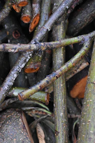 Close-up of freshly cut tree branches stacked neatly after a pruning job.