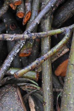 Close-up of neatly bundled yard debris ready for pickup.