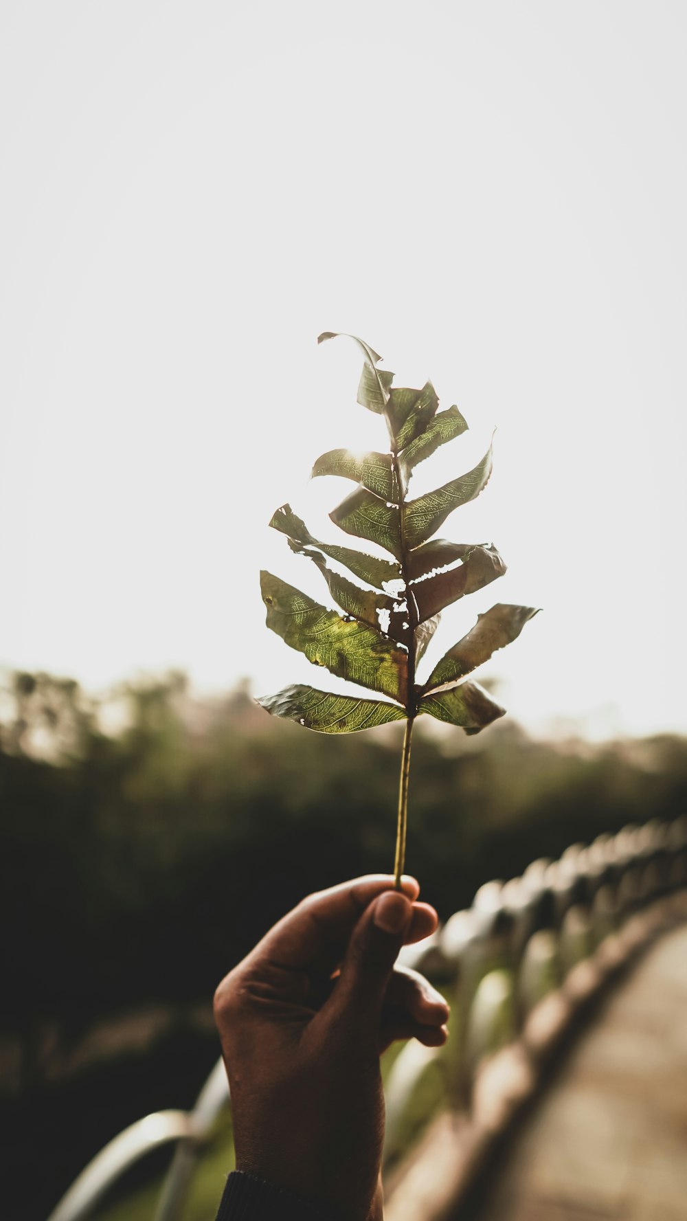 person holding green leafed plant