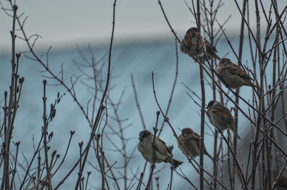 cinq oiseaux