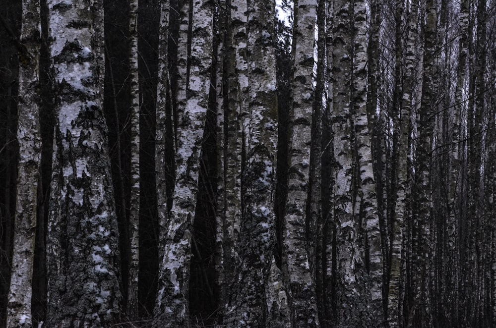 Une forêt remplie de beaucoup d’arbres couverts de neige